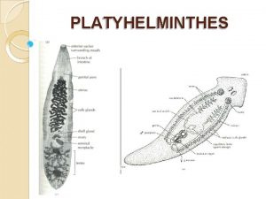 PLATYHELMINTHES PLATYS FLAT HELMINTHES WORMS General Characteristics Freeliving