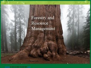 CHAPTER 11 Forestry and Resource Management This Photo