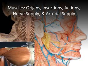 Muscles Origins Insertions Actions Nerve Supply Arterial Supply