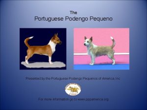 The Portuguese Podengo Pequeno Presented by the Portuguese