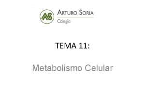 TEMA 11 Metabolismo Celular 1 METABOLISMO CONCEPTO Conjunto