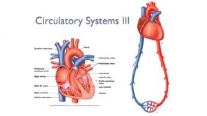 Mammalian circulation systemic pulmonary systemic AP Biology What