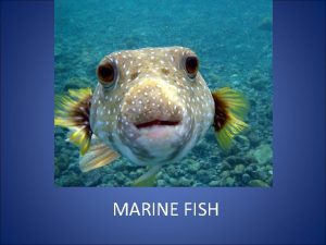 MARINE FISH Phylum Chordata dorsal hollow nerve cord