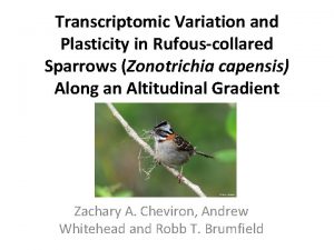 Transcriptomic Variation and Plasticity in Rufouscollared Sparrows Zonotrichia