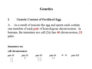 Genetics I Genetic Content of Fertilized Egg A