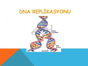 DNA REPLKASYONU Blnmelerden sonra hcrede genetik devamlln salanmas