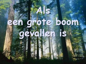 Als een grote boom gevallen is Soms lijkt