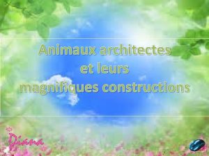 Animaux architectes et leurs magnifiques constructions Le Cassique