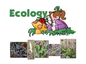 What is Ecology Interactions between organisms environment Interdisciplinary