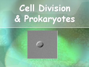 Cell Division Prokaryotes Why do cells divide Growth