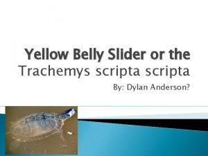 Yellow Belly Slider or the Trachemys scripta By