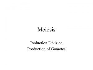 Meiosis Reduction Division Production of Gametes Vocabulary Meiosis