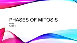 PHASES OF MITOSIS Biology Fall 2016 THE PHASES