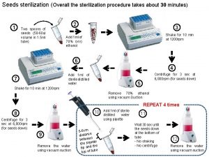 Seeds sterilization Overall the sterilization procedure takes about