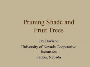 Pruning Shade and Fruit Trees Jay Davison University