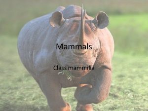 Mammals Class mammilia Mammals All mammals have two