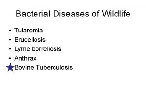 Bacterial Diseases of Wildlife Tularemia Brucellosis Lyme borreliosis