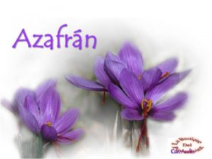 Con Audio El azafrn Crocus sativus Es una