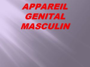 APPAREIL GENITAL MASCULIN Testicule Les organes gnitaux sont