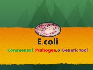 E coli Commensal Pathogen Genetic tool Bacteria Gram