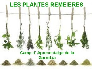 LES PLANTES REMEIERES Camp d Aprenentatge de la