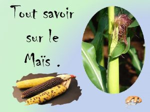 Tout savoir sur le Mas Le mas appel