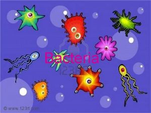 Bacteria Intro All prokaryotic Much smaller than eukaryotic