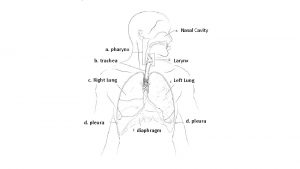 Nasal Cavity a pharynx b trachea Larynx c