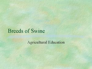 Breeds of Swine Agricultural Education Landrace Originated in