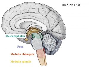 BRAINSTEM Mesencephalon Pons Medulla oblongata Medulla spinalis Ncl