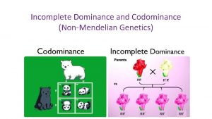 Incomplete Dominance and Codominance NonMendelian Genetics RR RR