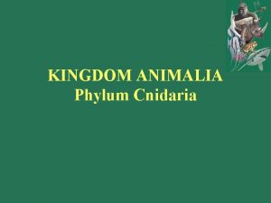KINGDOM ANIMALIA Phylum Cnidaria Phylum Cnidaria The phylum
