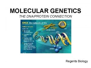 MOLECULAR GENETICS THE DNAPROTEIN CONNECTION Regents Biology OBJECTIVES