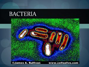 BACTERIA Bacteria All bacteria share several common characteristics