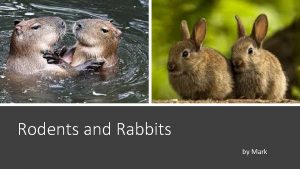 Rodents and Rabbits by Mark What are rodents