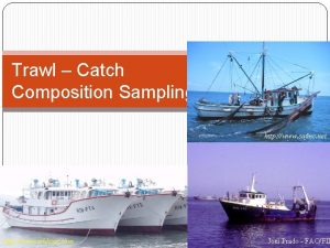 Trawl Catch Composition Sampling http www safmc net