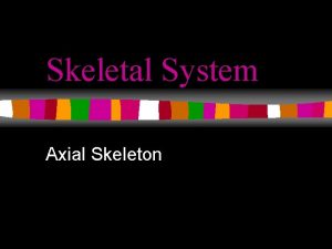 Skeletal System Axial Skeleton Axial Skeleton n Includes