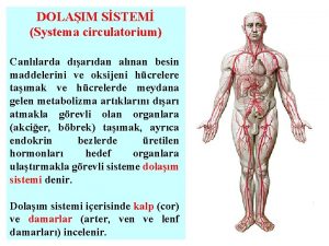 DOLAIM SSTEM Systema circulatorium Canllarda dardan alnan besin