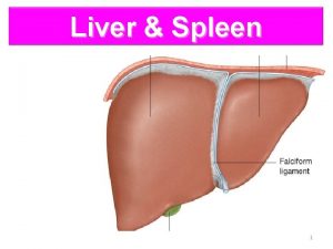 Liver Spleen 1 Objectives By the end of