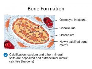 Bone Formation Bone Formation Bone Formation Bone Formation