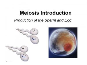 Meiosis Introduction Production of the Sperm and Egg
