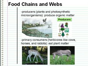 Food Chains and Webs producers plants and photosynthetic