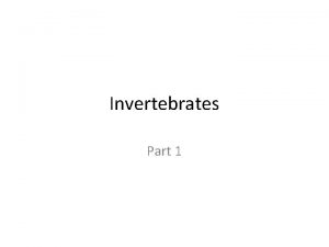 Invertebrates Part 1 SPONGES Suspension feeders Lack tissue