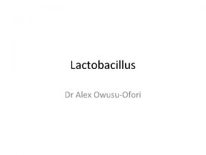 Lactobacillus Dr Alex OwusuOfori Lactobacillus species L brevis