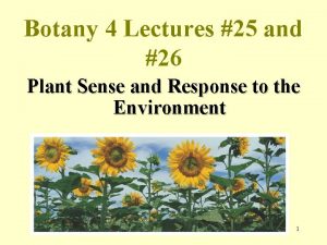 Botany 4 Lectures 25 and 26 Plant Sense