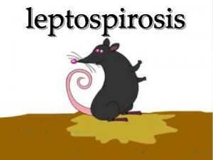 leptospirosis Definition Leptospirosis is a bacterial disease related