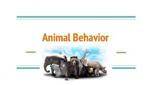 Animal Behavior What is animal behavior An animals