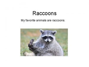 Raccoons My favorite animals are raccoons Raccoons Raccoons