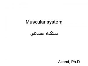 Muscular system Azami Ph D http www meddean