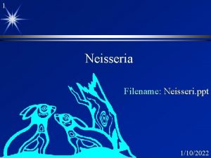 1 Neisseria Filename Neisseri ppt 1102022 2 Organisms